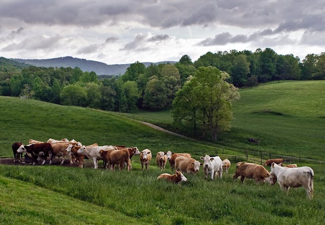Cattle A herd of cattle ranging in a grassy field
